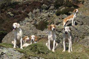 Foxhounds in Cumbria by Betty Fold Gallery of Hawkshead